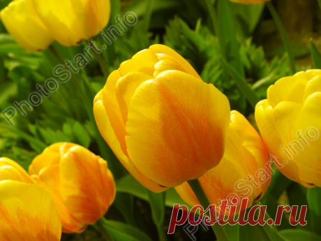 Фото &quot;Желтые тюльпаны Президент Кеннеди.&quot; :: ФотоСтарт - сайт любительской фотографии: фото цветов, роз, хризантем