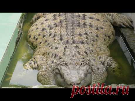 200-килограммовый крокодил, проживающий в индонезийской семье