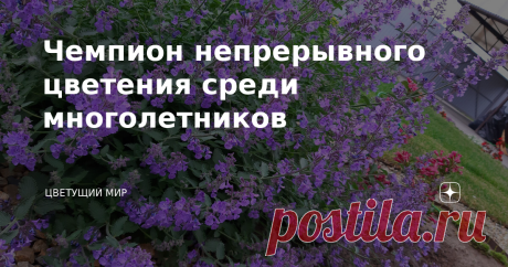 Чемпион непрерывного цветения среди многолетников В апреле он почти не виден из земли. И не поверишь, что через месяц будет настоящий куст, а через полтора - в диаметре больше метра и уже цветущий!  До морозов это сиреневое пышное облако постоянно цветет! Запах приятный, как ненавязчивые духи, и пчелы жужжат - нравится им такая красота.  Это котовник. Коротко обрезанный осенью, вот он 23 мая! Уже цветет! А это 1 июня - смотрите, как зацвел! Весна была в этом сезоне поздняя...