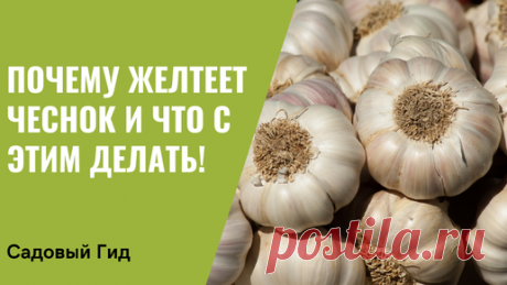 Садовый гид Лариса Зарубина | СПАСАЕМ ЧЕСНОК ОТ ПОЖЕЛТЕНИЯ, РАЗВЕНЧИВАЕМ МИФЫ!
