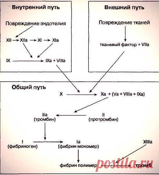 Основы гемостаза / Удивительная еда!