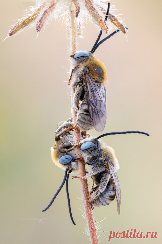 Sleepers Sleeping Long horned bees ( Eucerini sp. )   to get some stack from these beautiful longhorned bees was a real challenge for me.  Movement, movement and movement everywhere! :)  Tech info | 54 natural light exposures stacked at f5.6, exp.time 1/2sec, ISO200, magnification Stacking Soft / Zerene Zerene Stacker  canon mp-e 65mm/f2.8 1-5x macro lens | Metabones Canon EF to Sony E Smart Adapter (Mark IV) | Sony A7    LARGE version!