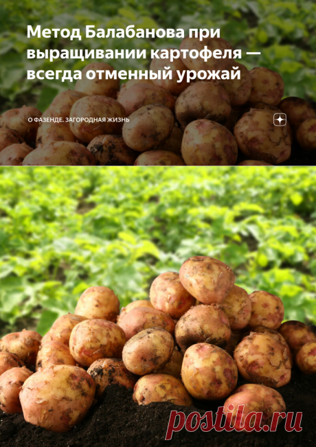 Метод Балабанова при выращивании картофеля — всегда отменный урожай | О Фазенде. Загородная жизнь | Яндекс Дзен