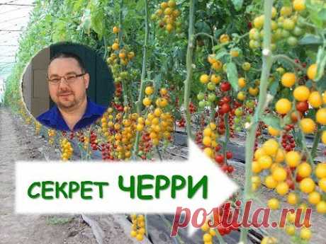 Как вырастить томаты черри? Секреты возделывания.