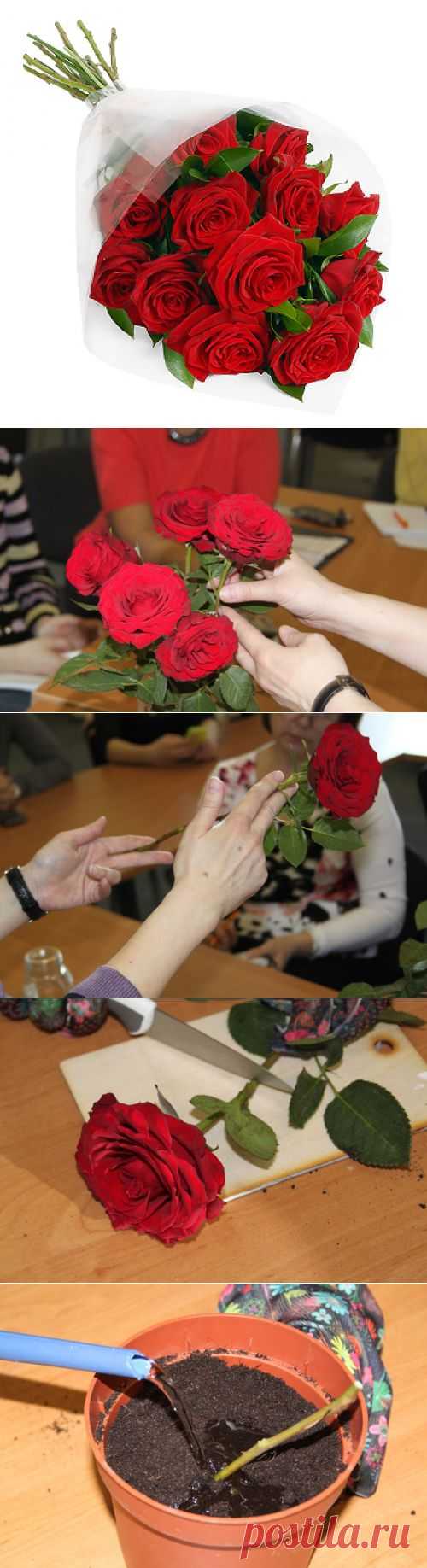 Как укоренить розу из букета — 6 соток