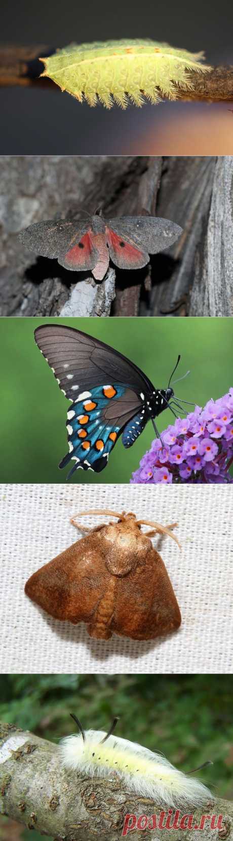 До и после: 19 трансформаций бабочек и мотыльков / Surfingbird - все, что интересно тебе