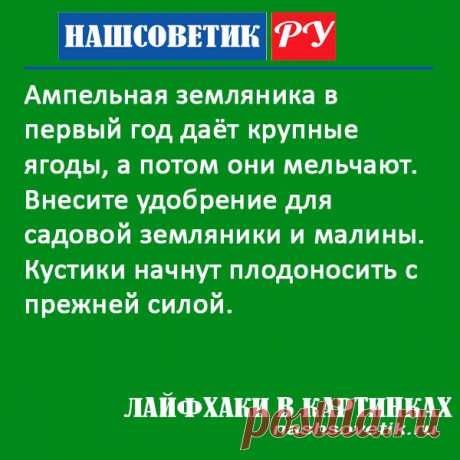 Если у ампельной земляники ягоды стали мелкими. Что делать? Ситуацию поможет решить внесение подкормки, и ягоды снова станут как прежде.