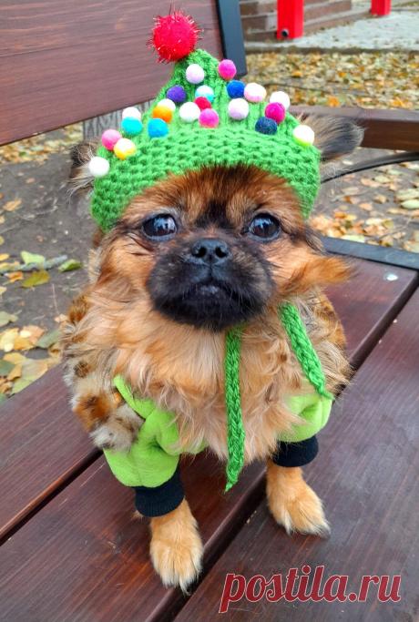 К Новому году готова пекинес Нюша!