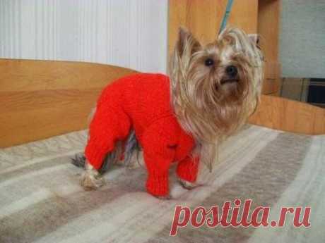 tru-knitting: Комбинезон для собаки.