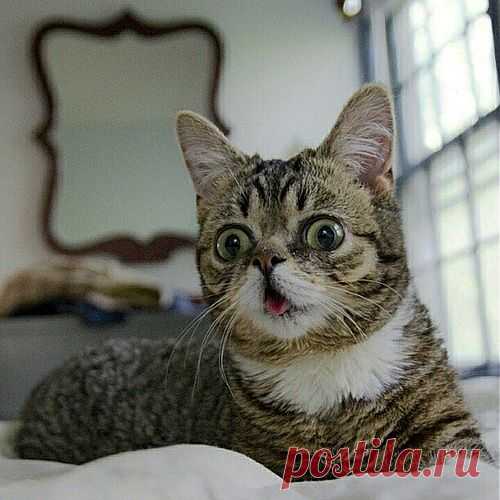 Meet Lil Bub, Nature's "Happy Accident" Who Is About To Win Your Heart