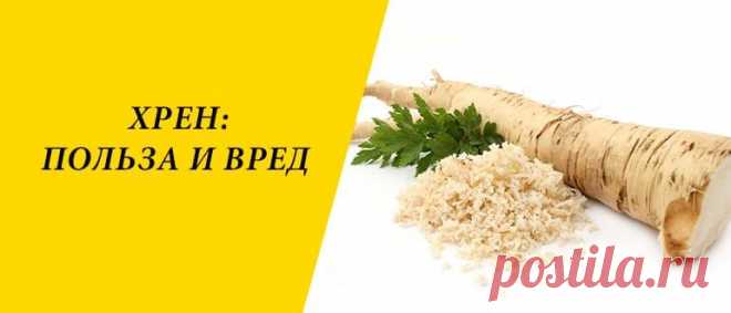 Хрен: польза и вред для здоровья организма человека Хрен: польза и вре ...