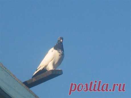 Нежинские голуби: описание породы, фото, полёт