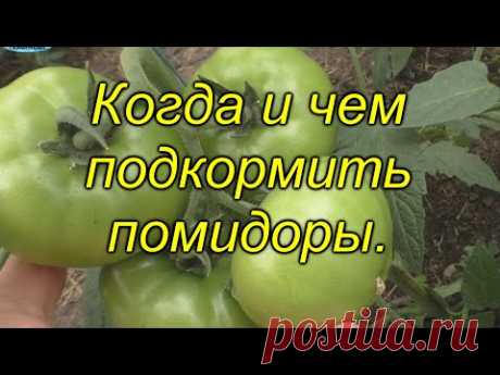 Подкормка томатов, которая [значительно] повысит урожай. Когда и чем подкормить помидоры.