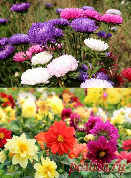 15 цветочных культур, которые нужно посеять на рассаду в апреле / Дача — это философия моей жизни. / 7dach.ru