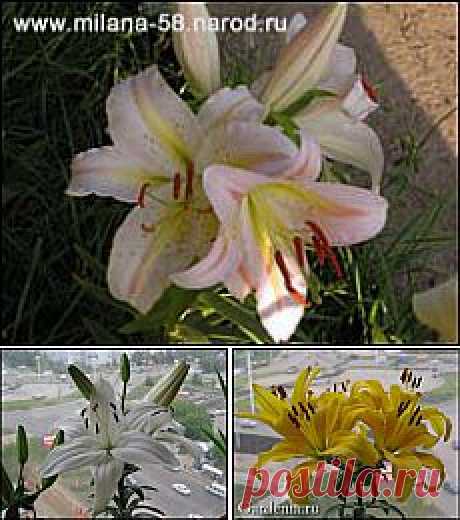 Лилии: проращивание луковиц в горшочках