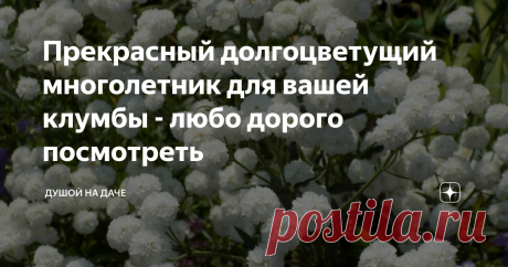 Прекрасный долгоцветущий многолетник для вашей клумбы - любо дорого посмотреть Приветствую на моём канале, друзья-садоводы!
Я очень люблю многолетники. Мне нравится наслаждаться цветением растений несколько лет подряд, а не один раз.
И знаете, одним из моих самых любимых является тысячелистник жемчужина. Я его ещё называю «невестушка». Потому что он имеет невероятно праздничный вид: белоснежный цвет, аккуратно выстланные формы, махровые края и чудесный аромат.
Множество