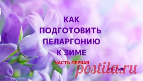 Как подготовить пеларгонию к зиме.