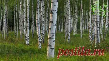 музыка природы