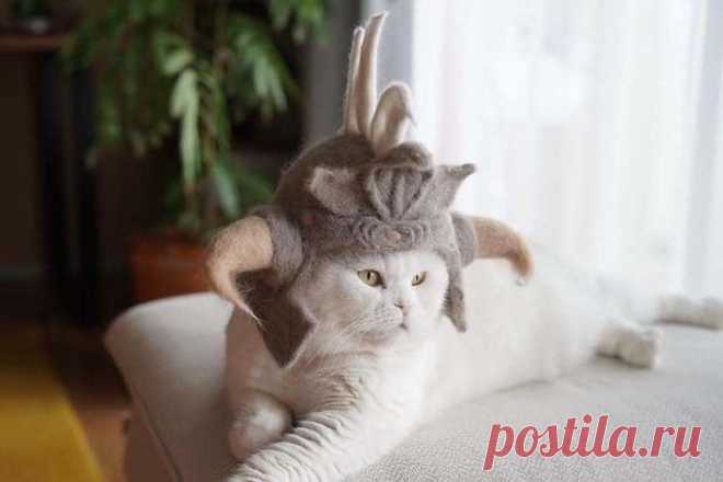 Многие не заводят кошек, потому что они линяют. А пара создает милые шапочки для питомцев, используя их шерсть: фото . Милая Я