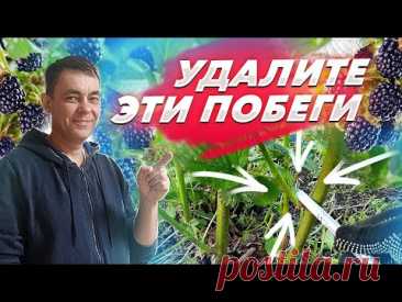 УДАЛИТЕ ЭТИ ПОБЕГИ НА ЕЖЕВИКЕ И БУДЕТ МНОГО КРУПНОЙ ЯГОДЫ / ВЫРАЩИВАНИЕ ЕЖЕВИКИ НА ДАЧЕ
