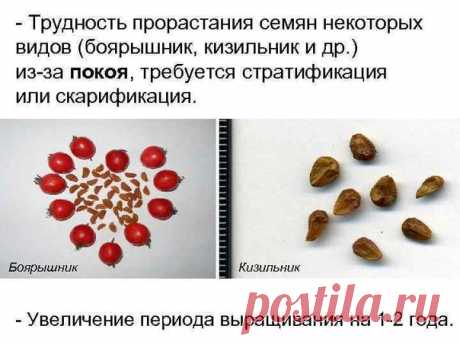СКАРИФИКАЦИЯ СЕМЯН С ПОМОЩЬЮ КИСЛОТЫ (ХИМИЧЕСКАЯ СКАРИФИКАЦИЯ)

Химическая скарификация семян заключается в обработке семян при помощи концентрированной кислоты. Некоторые семена (например, боярышник, шиповник) способны прорасти только после воздействия на них пищеварительных соков птиц. В домашних условиях химическая скарификация проводится с помощью 3% раствора серной или соляной кислоты. Этот способ опасен и требует соблюдение техники безопасности: не забывайте о защите...