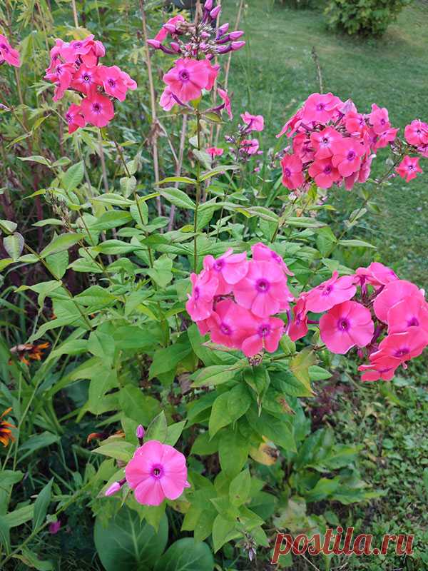 Многолетний садовый цветок Флокс (Phlox). Многолетнее или однолетнее травянистое растение, реже полукустарник с ветвистыми стеблями и цветками разнообразных окрасок, собранными в рыхлые метельчатые или щитковидные соцветия. Разные виды цветут с мая по сентябрь.