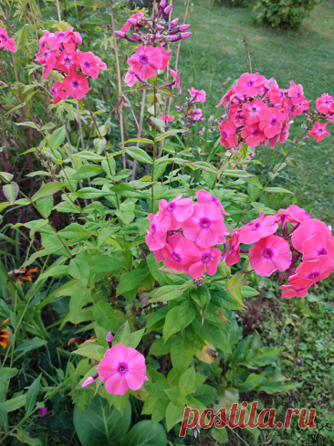 Многолетний садовый цветок Флокс (Phlox). Многолетнее или однолетнее травянистое растение, реже полукустарник с ветвистыми стеблями и цветками разнообразных окрасок, собранными в рыхлые метельчатые или щитковидные соцветия. Разные виды цветут с мая по сентябрь.