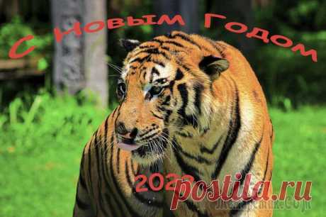 С наступившим годом тигра
