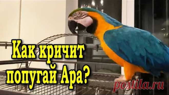 Как кричит попугай ара на самом деле. Говорящий попугай Ара орет, как на природе.