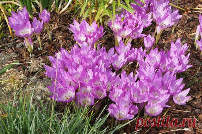 Многолетний садовый цветок Безвременник (Сolchicum). Клубнелуковичный многолетник высотой 10-11 см с прикорневыми листьями. Цветки крупные розовато-фиолетовые, белые. Цветет ранней весной или осенью.