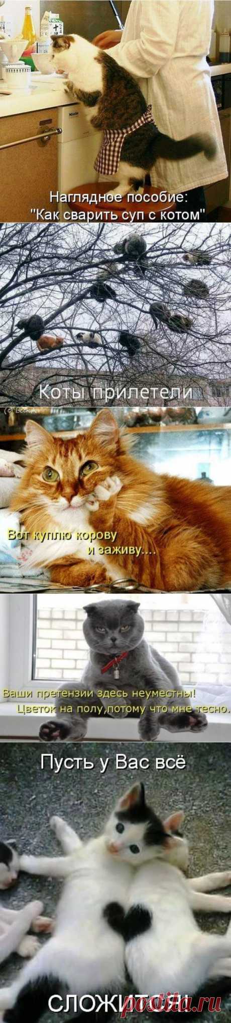 Прикольные картинки с котами | Уши, лапы, хвост