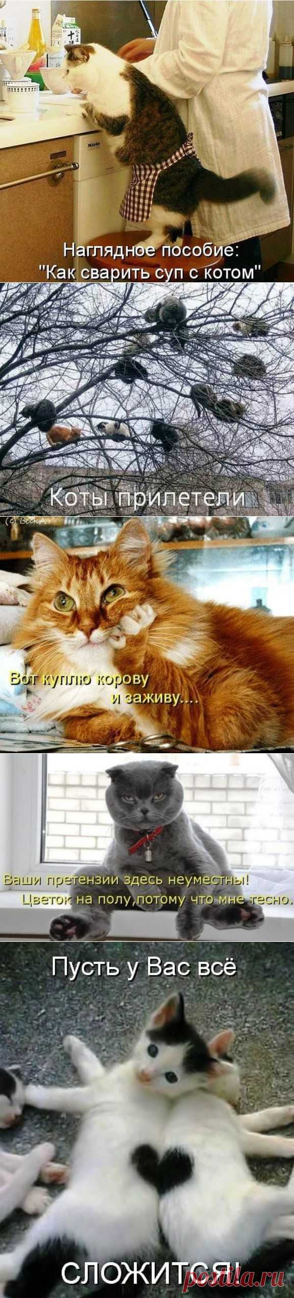 Прикольные картинки с котами | Уши, лапы, хвост