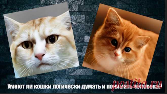 Умеют ли кошки логически думать и понимать человека? Статья автора «VestiNews. Люди, события, факты» в Дзене ✍: Кошки, несомненно, являются одними из самых загадочных и интригующих созданий в мире животных.
