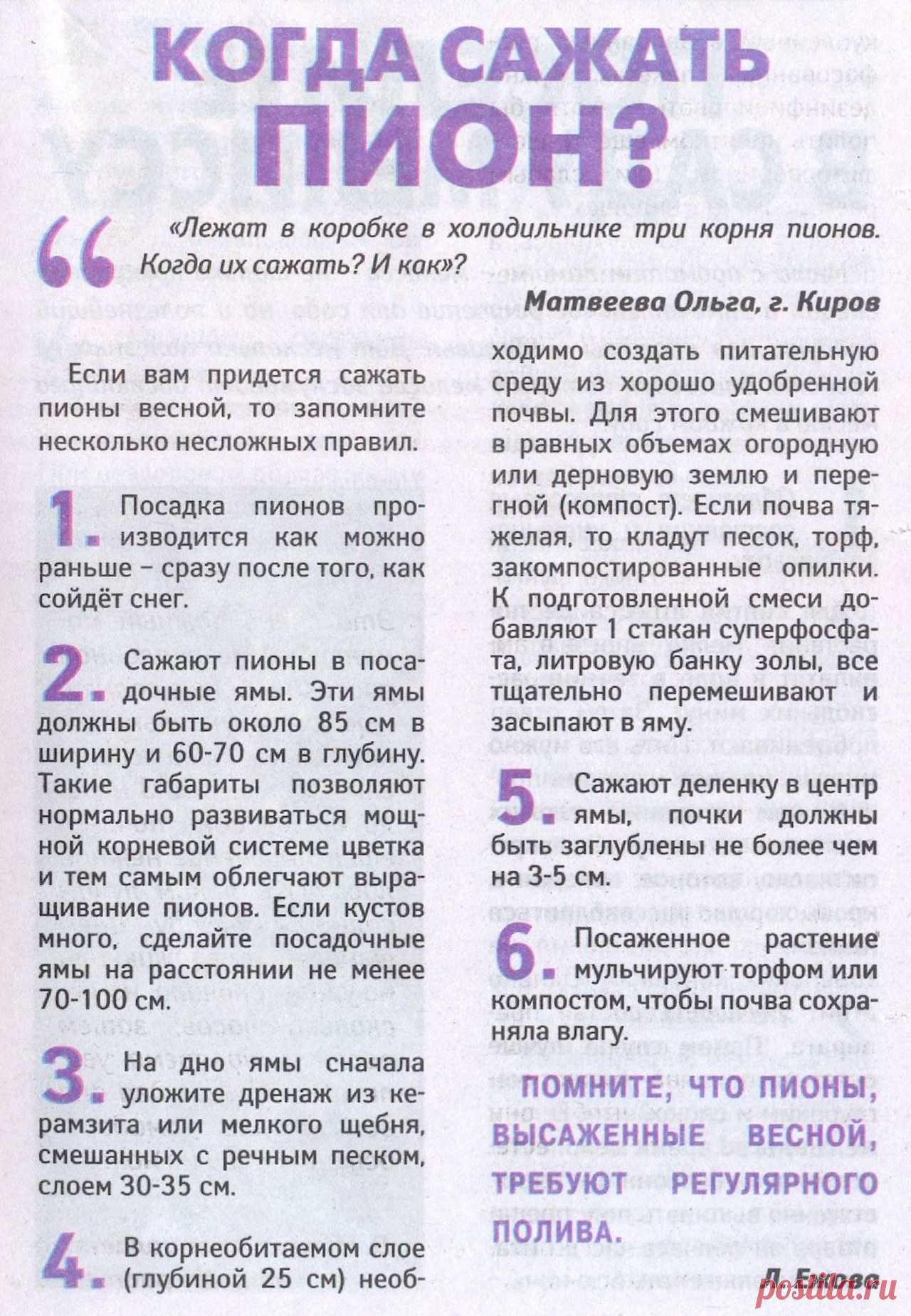 Когда сажать пион