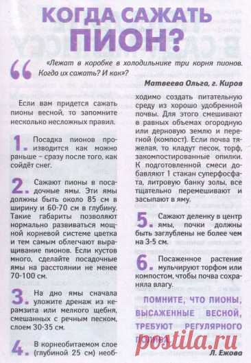 Когда сажать пион