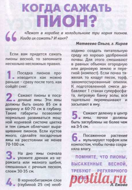 Когда сажать пион