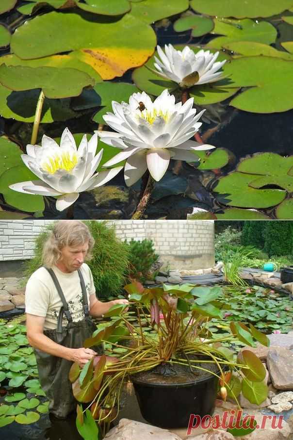 Размножение и посадка водных растений