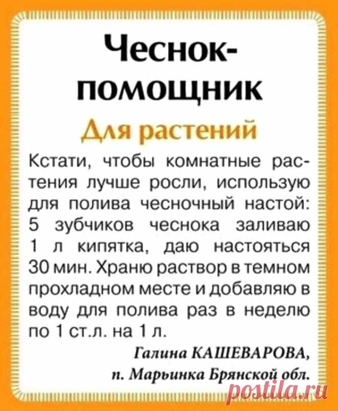 Чеснок для удобрения растений