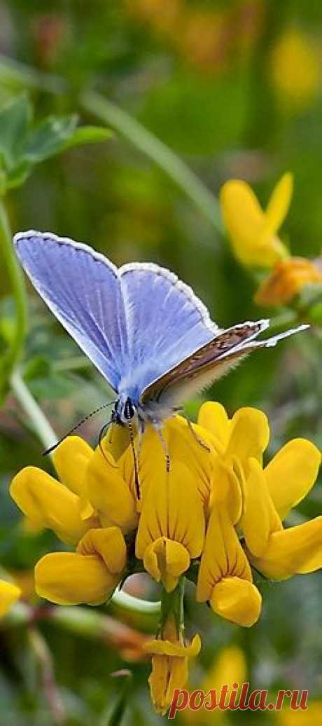Бабочка Голубянка Красивая (Lysandra bellargus), самец | Rosa Di Bono приколол(а) это к доске mariposas