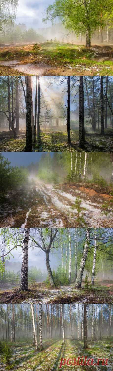 Весенний лес после грозы. Фотограф Дмитрий Архипов