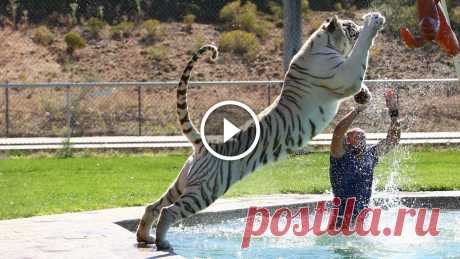 Tiger Splash: Keepers Swim And Play With Fully Grown Big Cats