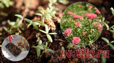 Посев семян цветов на рассаду и в цветник с января по май: шпаргалка цветовода
