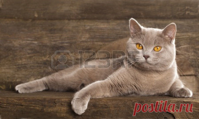Stock Photo - British cat, rare color (lilac), sitting in front of vintage background