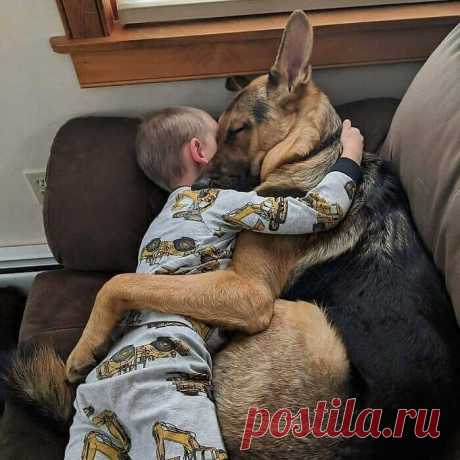 Подборка добрых снимков с животными, которые согревают душу