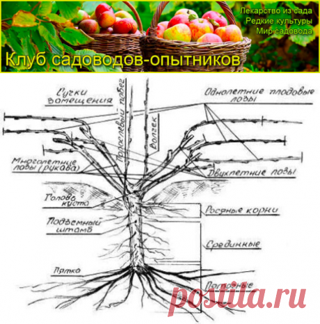 Школа начинающего сибирского виноградаря Л. И. Слепко - Сады Сибири