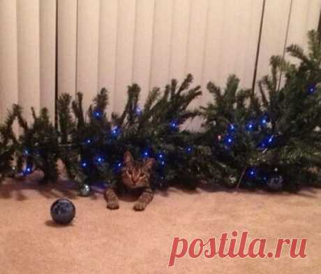 20 животных, которые ненавидят Новый год и все, что с ним связано
