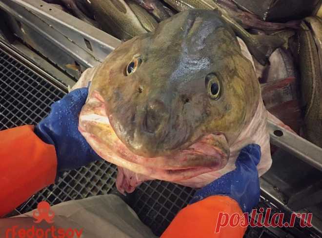 Мурманский моряк опубликовал новые фотки жутких морских созданий
