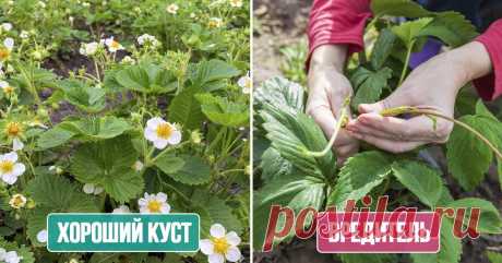 Внимательный осмотр грядок.