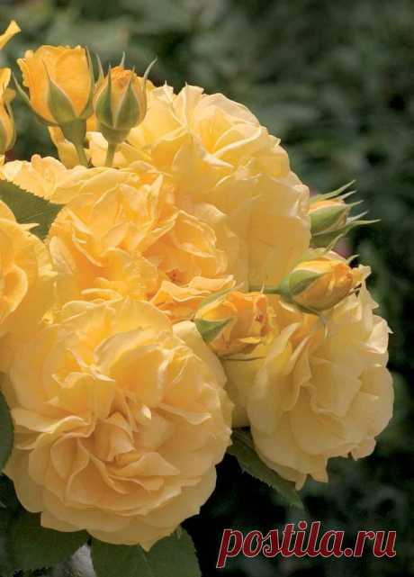 Найдено на сайте treloarroses.com.au.