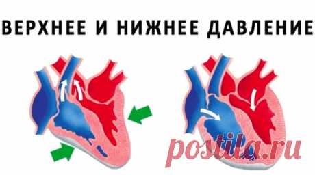 Разница между верхним и нижним давлением – все, что нужно знать - ПолонСил.ру - социальная сеть здоровья - медиаплатформа МирТесен